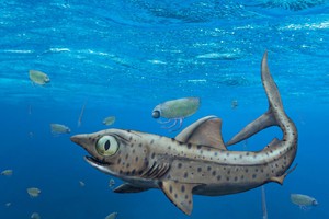 Rappresentazione artistica di uno squalo vissuto fra 300 e 400 milioni di anni fa. I suoi denti più grandi erano visibili solo se spalancava la bocca (fonte: Christian Klug, UZH) (ANSA)