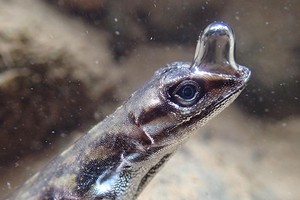 Alcune lucertole della specie Anolis si sono adattate a respirare sott'acqua per sfuggire ai predatori, riutilizzando l'aria espirata grazie a una bolla sui muso (fonte: Lindsey Swierk) (ANSA)