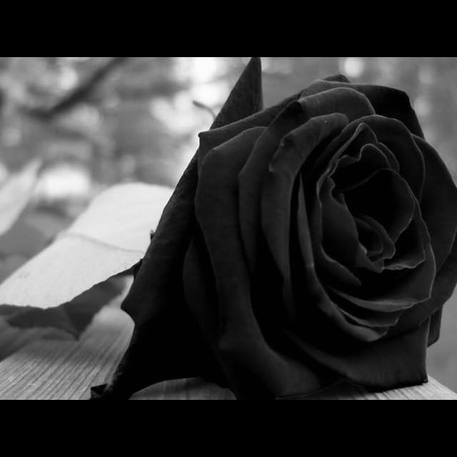 La rosa nera in segno di lutto postata su Facebook da Maria Concetta Riina in ricordo del padre, Toto' © Facebook