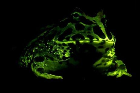 La rana Ceratophrys cranwelli, la cui fluorescenza è stata scoperta nel 2020 (fonte: Lamb &amp; Davis, Sci. Rep., 2023)