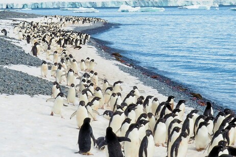 Il virues dell'influenza aviaria ha raggiunto anche l'Antartide (fonte: unsplash)