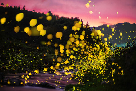 La danza delle lucciole dopo il tramonto (fonte: Xinhua Fu)