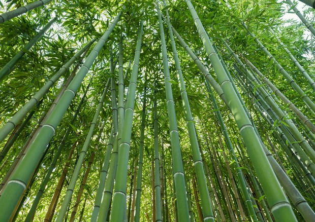 Bambù (foto: ANSA)