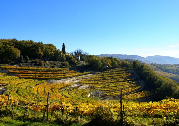 Vino Amarone (foto Consorzio Valpolicella) (foto: ANSA)