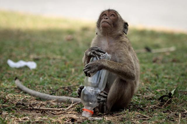 Un macaco al lato di una strada con una bottiglia di plastica a Hua Hin, in Thailandia © Ansa