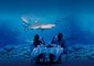 Cena romantica all'Acquario di Genova davanti la vasca con gli squali © Ansa