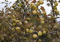 Sicilia, le antiche mele dell'Etna © Ansa