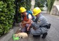 Un volontario della Lav insieme con un'operatrice del Corpo forestale dello Stato in aiuto di animali dopo il sisma in centro Italia © Ansa