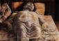 Cristo morto di Andrea Mantegna, dipinto esposto nella pinacoteca di Brera, a Milano © 