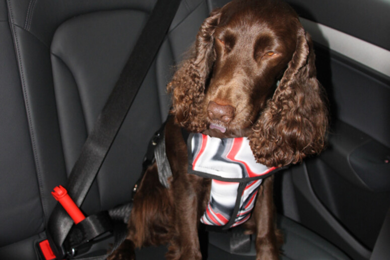 I cani ringraziano, ora possono viaggiare sicuri in auto - RIPRODUZIONE RISERVATA