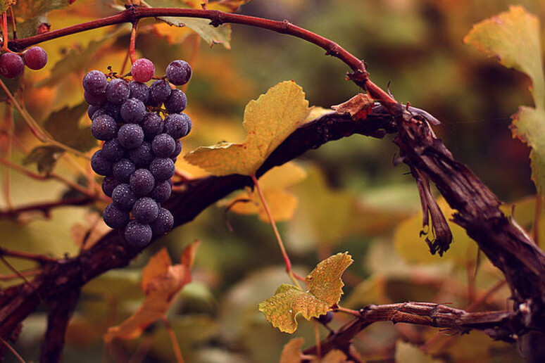 Un grappolo d 'uva (fonte: eflon) - RIPRODUZIONE RISERVATA