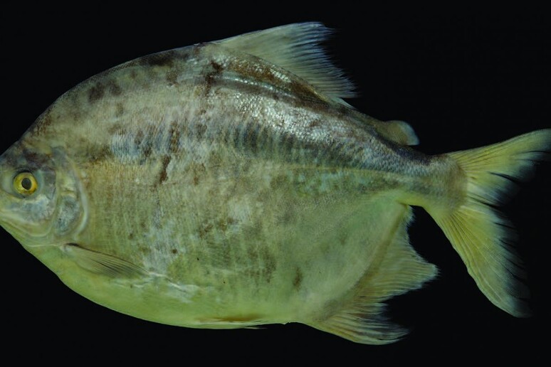 Il pesce Myloplus Zorro (fonte: Douglas Bastos) - RIPRODUZIONE RISERVATA