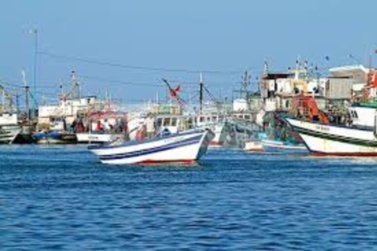 Via libera a pesca del cicirello e rossetto in Sicilia - RIPRODUZIONE RISERVATA