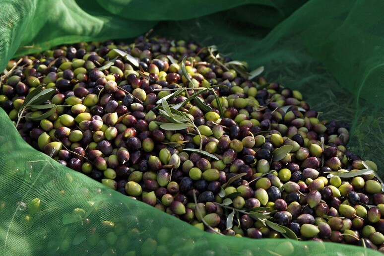 Agricoltura: olio d 'oliva,  'Italia e Tunisia alleati ' - RIPRODUZIONE RISERVATA