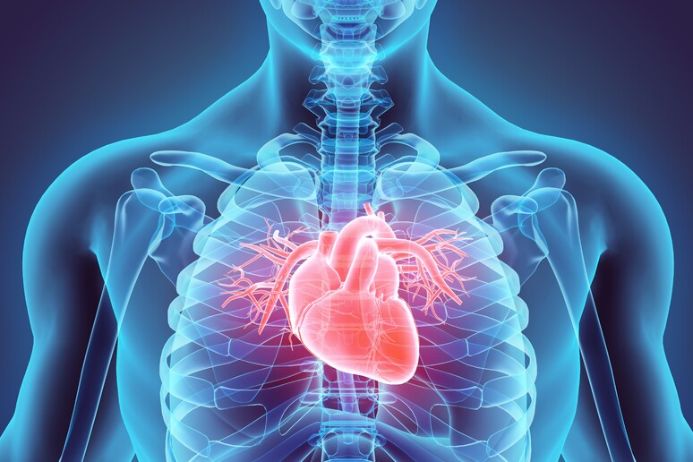 Uno spray per riparare il cuore dopo un infarto - RIPRODUZIONE RISERVATA