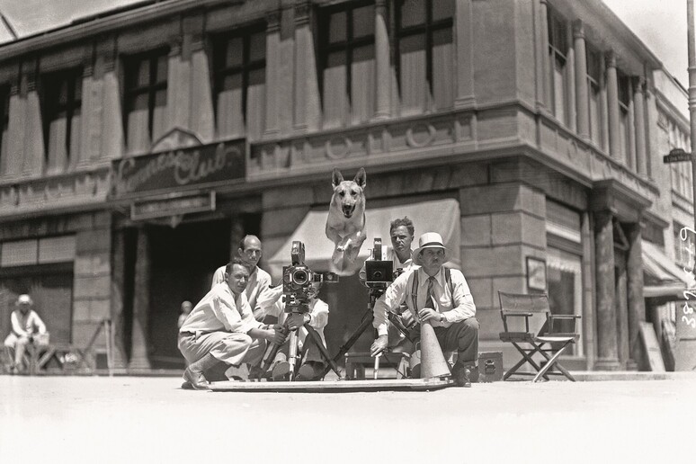 Flash, il cane della Metro-Goldwyn-Mayer, 1934_In prestito da John Kobal Foundation, London - RIPRODUZIONE RISERVATA
