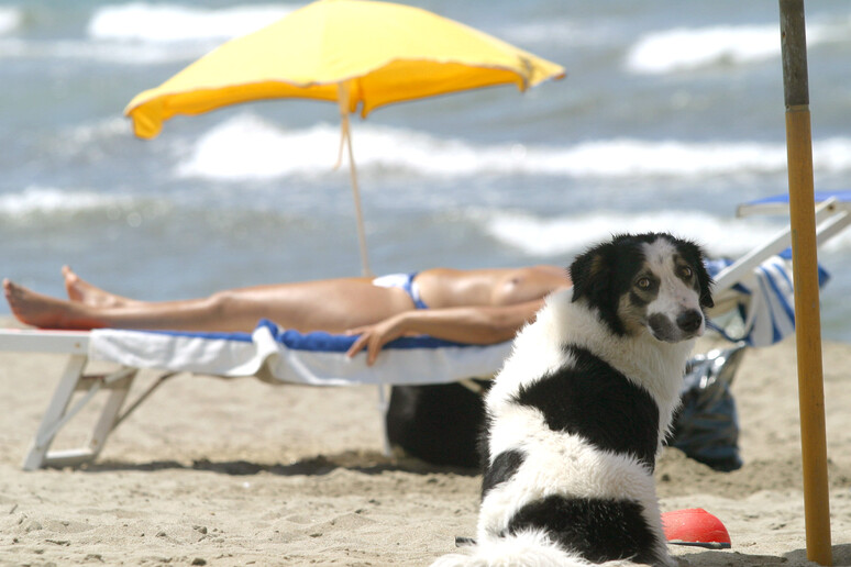 A hot dog on the beach -     ALL RIGHTS RESERVED