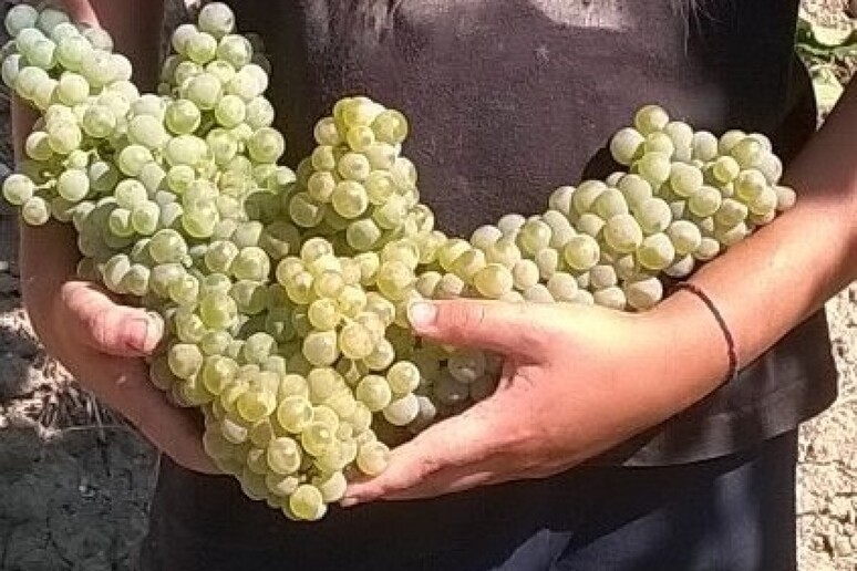 "Il calo è un fattore positivo, favorisce la qualità e le caratteristiche organolettiche delle uve" - RIPRODUZIONE RISERVATA
