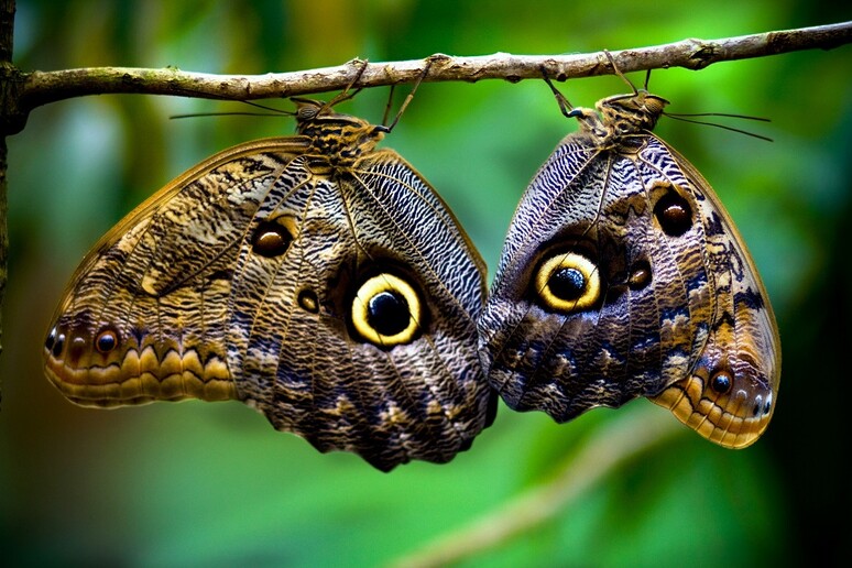 Le ali delle farfalle si sono evolute per opera di un gene  'pittore ' (fonte: Edwin Dalorzo, Flickr) - RIPRODUZIONE RISERVATA
