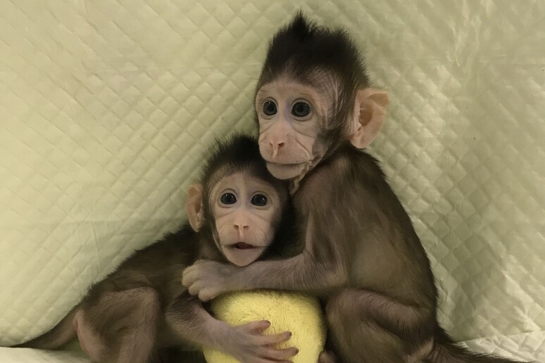 Zhong Zhong e Hua Hua, le due scimmie clonate con la stessa tecnica con cui è stata ottenuta la pecora Dolly (Qiang Sun and Mu-ming Poo / Chinese Academy of Sciences) - RIPRODUZIONE RISERVATA