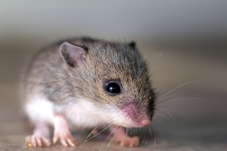 Le lacrime dei cuccioli di topo frenano la libido nelle femmine (fonte: Nick Harris, CC BY-ND 2.0) - RIPRODUZIONE RISERVATA