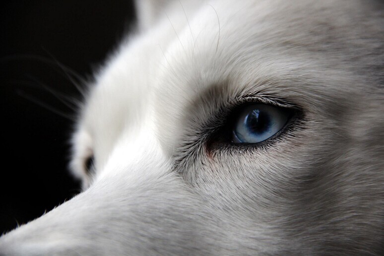 Svelato il segreto degli occhi azzurri dei cani Siberian Husky (fonte: Jamie Leszczak) - RIPRODUZIONE RISERVATA