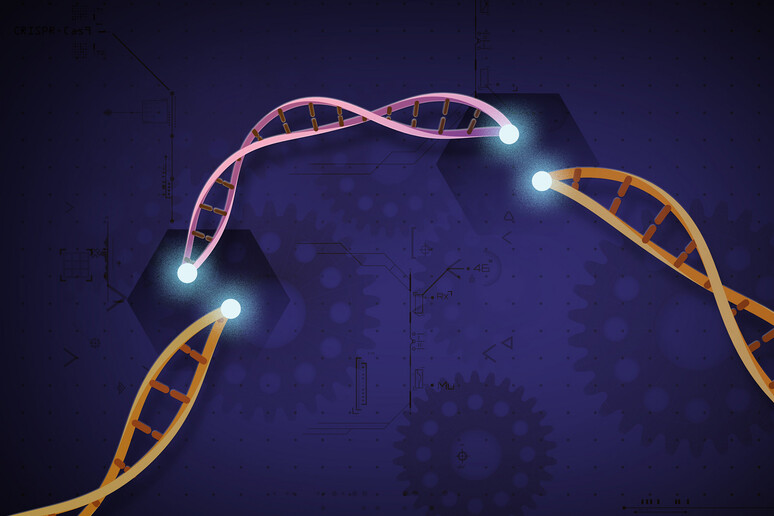 Rappresentazione grafica della tecnica della Crispr (fonte: Ernesto del Aguila III, National Human Genome Research Institute, NIH. Flickr) - RIPRODUZIONE RISERVATA
