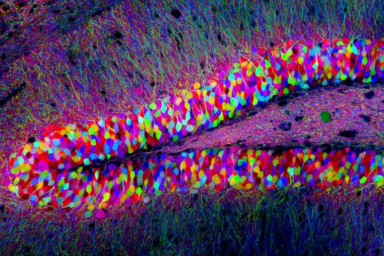 Cellule nervose di topo nell 'area del cervello chiamata ippocampo (fonte: Tamily Weissman, Harvard University) - RIPRODUZIONE RISERVATA