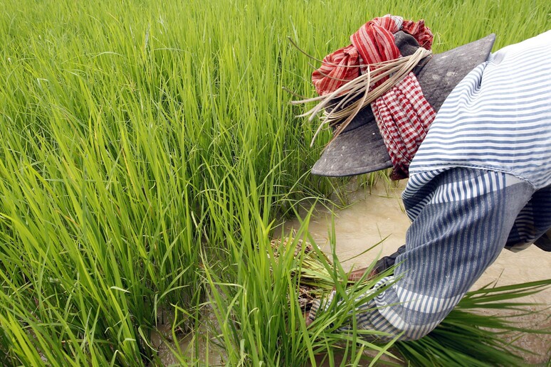 Coltivazione di riso in Cambogia - RIPRODUZIONE RISERVATA