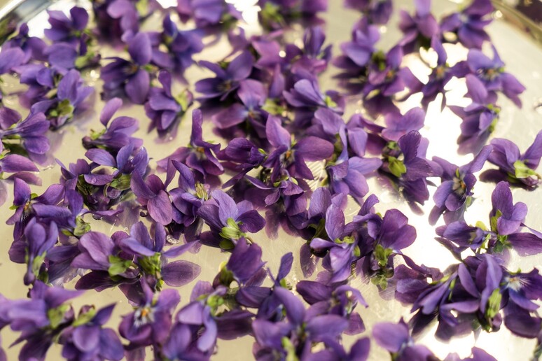 Le violette candite di Agrimontana - RIPRODUZIONE RISERVATA