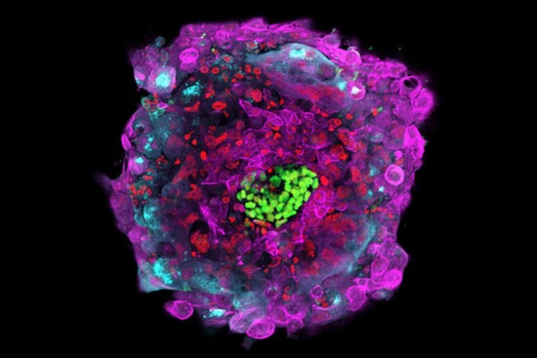 Le diverse strutture e i tipi cellulari in un embrione umano al 12 giorno dello sviluppo (fonte: Gist Croft, Alessia Deglincerti, Ali H. Brivanlou/The Rockefeller University) - RIPRODUZIONE RISERVATA