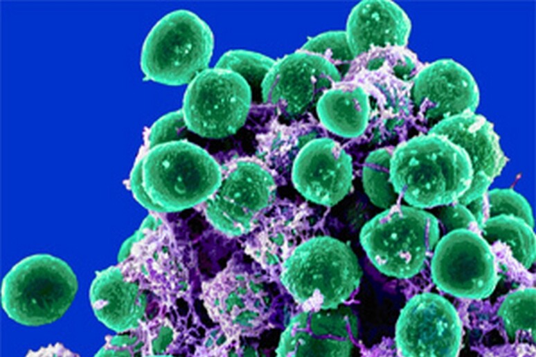 Batteri al microscopio (fonte: Microbe World/Flickr) - RIPRODUZIONE RISERVATA