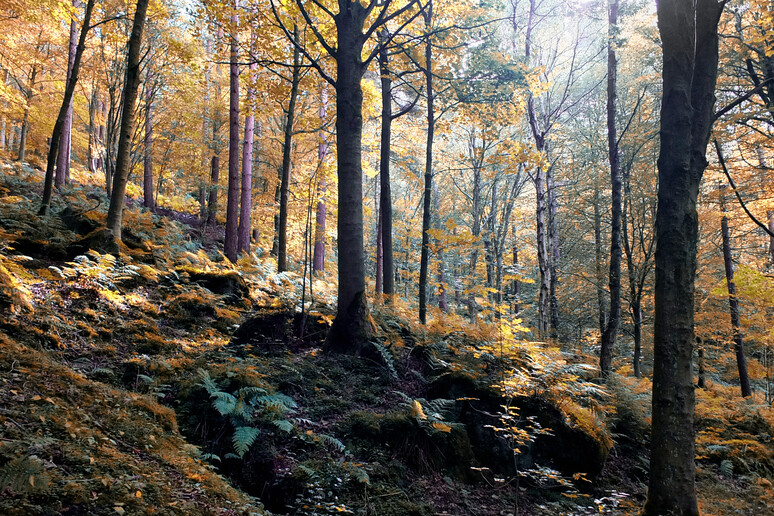 Un bosco in autunno foto Philip Openshaw iStock. - RIPRODUZIONE RISERVATA