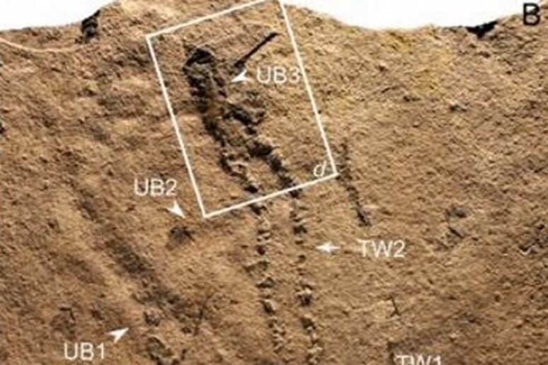 Le impronte di uno dei primi animali a camminare sulla Terra. Sono state trovate in Cina e risalgono a circa 600 milioni di anni fa (fonte: Nanjing Institute of Geology and Palaeontology  NIGP) - RIPRODUZIONE RISERVATA
