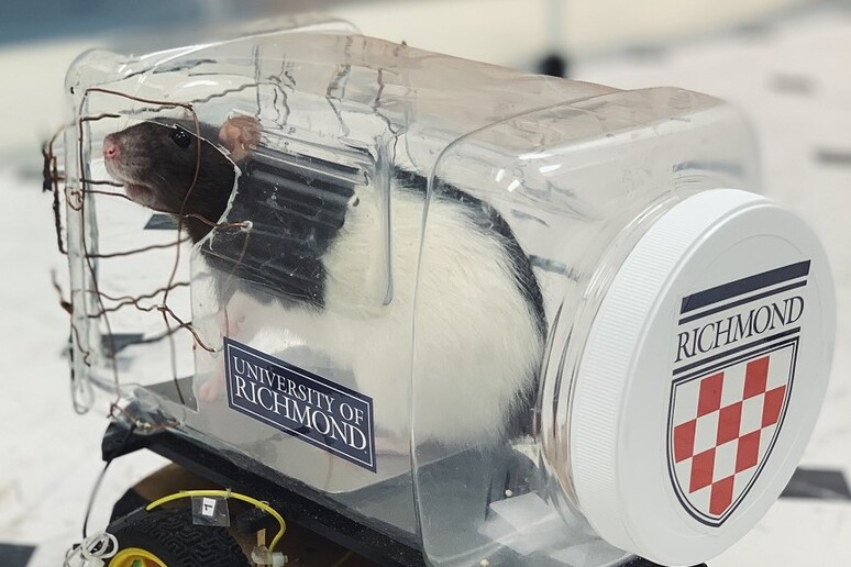 I topi possono imparare a guidare una mini-auto (fonte: University of Richmond) - RIPRODUZIONE RISERVATA