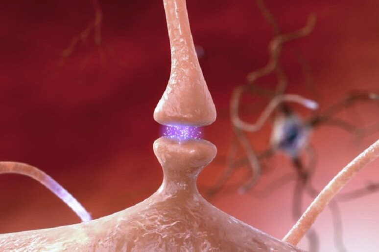 Rappresentazione grafica di una sinapsi  (fonte: National Institute on Aging, NIH/Flickr) - RIPRODUZIONE RISERVATA