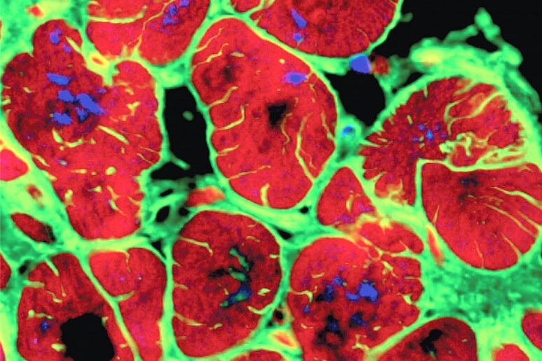 Cellule del cuore ottenute da staminali riprogrammate (fonte: Columbia University) - RIPRODUZIONE RISERVATA