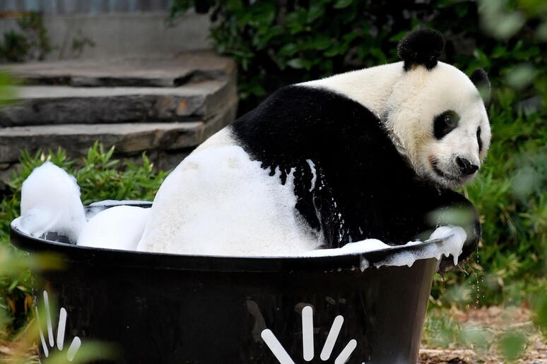 Un panda fa il bagno nello zoo di Adelaide, in Australia © ANSA/EPA
