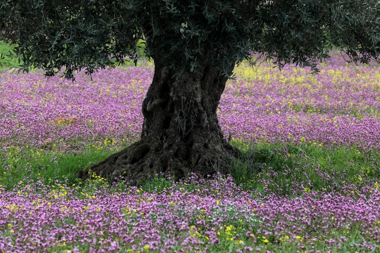I colori di un 'area verde a Jenin, Cisgiordania © ANSA/EPA