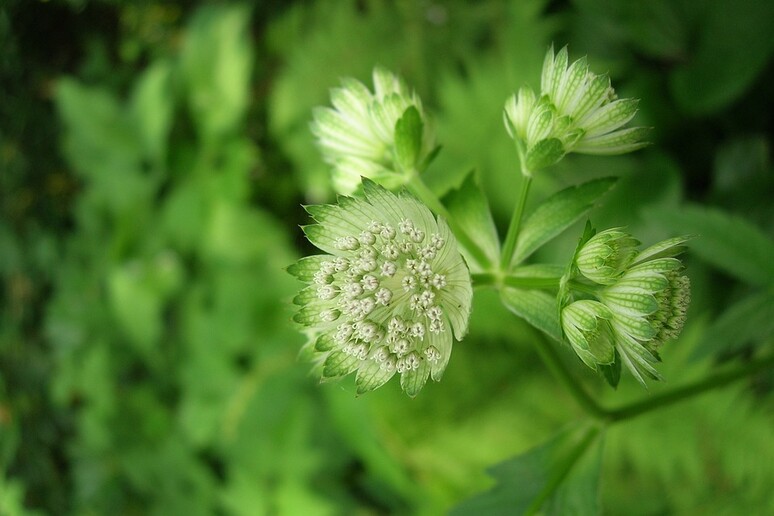 La pianta Angelica keiskei koidzumi, dala quale sono estratte le nuova sostanze anti-invecchiamento (fonte: Pixabay) - RIPRODUZIONE RISERVATA