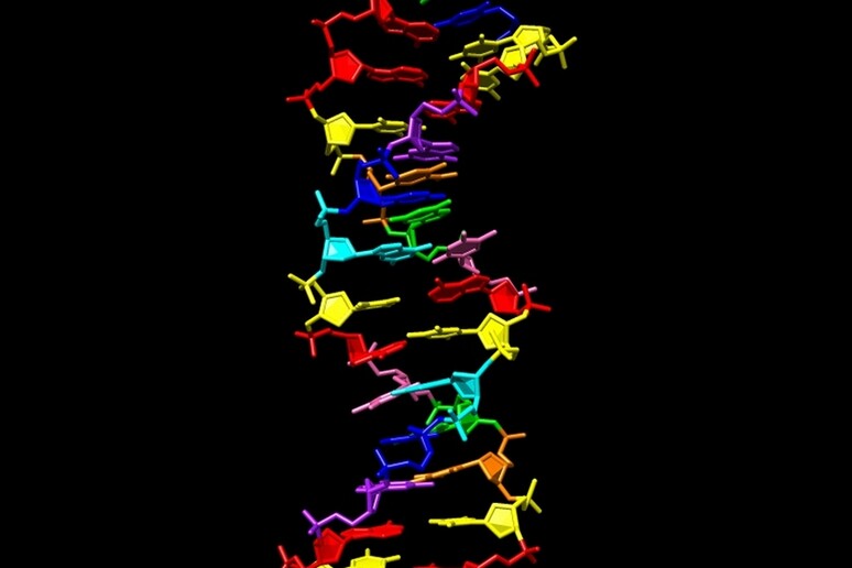 Il Dna sintetico a otto lettere conserva la struttura tridimensionale della caratteristica doppia elica (fonte: Millie Georgiadis, Indiana University School of Medicine) - RIPRODUZIONE RISERVATA