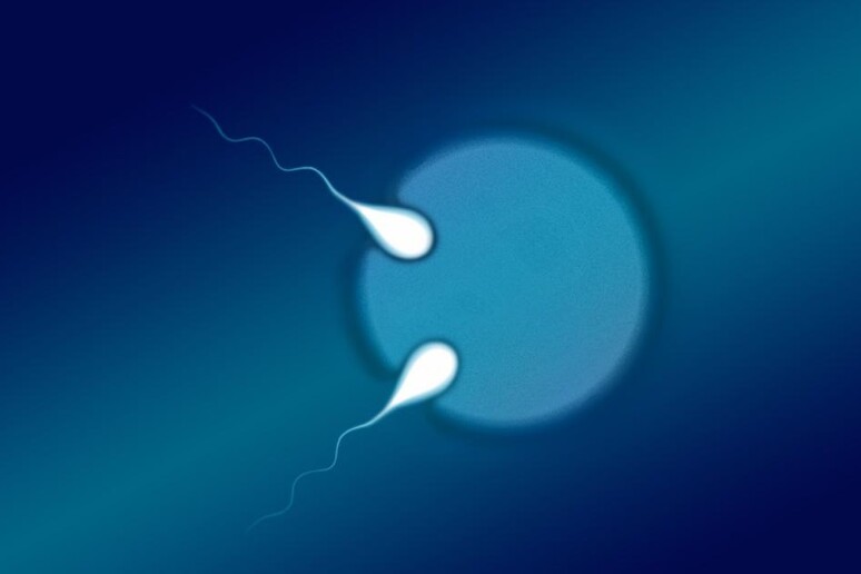 Rappresentazione grafica di un ovocita fecondato da due spermatozoi (fonte: QUT) - RIPRODUZIONE RISERVATA