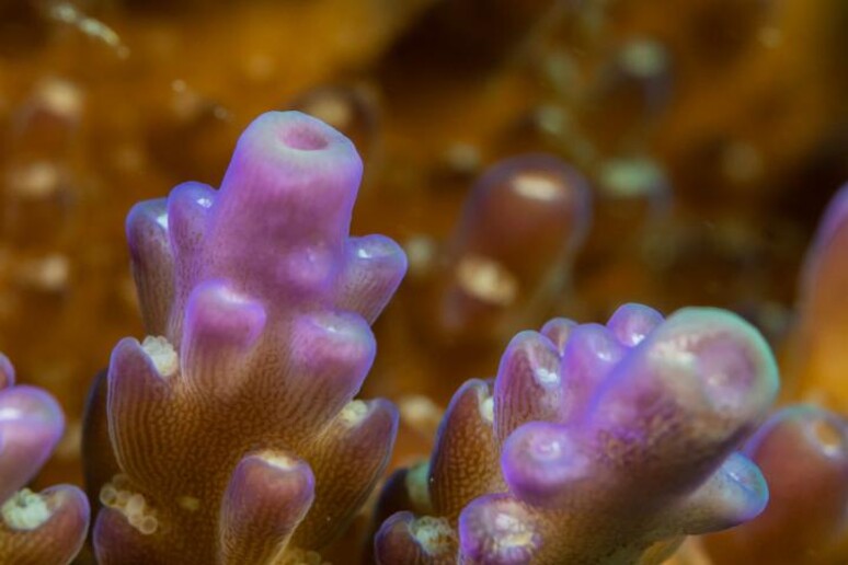 Gli organismi che convivono con i coralli e che, pue avendo i geni per clorofilla, non fanno la fotosintesi (fonte: Patrick Keeling Lab, UBC) - RIPRODUZIONE RISERVATA