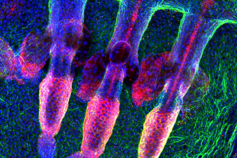 Cellule della pelle di topo, prelevate dalla coda (fonte: Claire Cox and Michaela Frye, Wellcome Trust Centre For Stem Cell Research, University of Cambridge) - RIPRODUZIONE RISERVATA