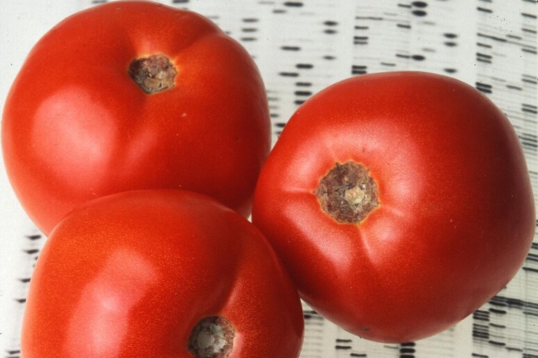 I pomodori possono ritrovare il sapore grazie alla scoperta di geni andati perdiuti (fonte:  Agricultural Research Service-USDA) - RIPRODUZIONE RISERVATA