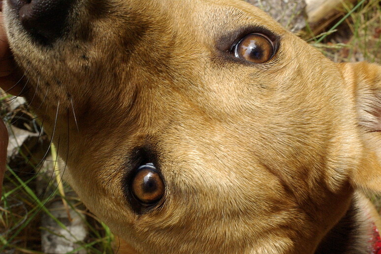 Una componente genetica influenza la passione per i cani (fonte: Mcitsci, Wikipedia) - RIPRODUZIONE RISERVATA