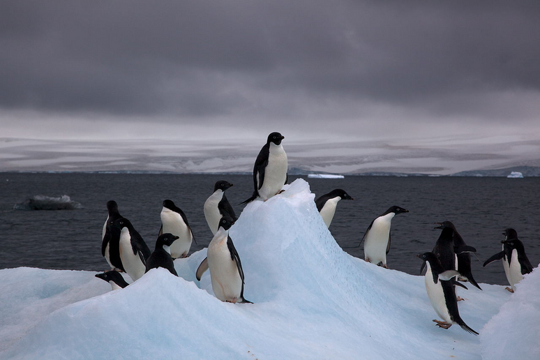 Pinguini di Adelia (fonte: Jason Auch, Wikipedia) - RIPRODUZIONE RISERVATA
