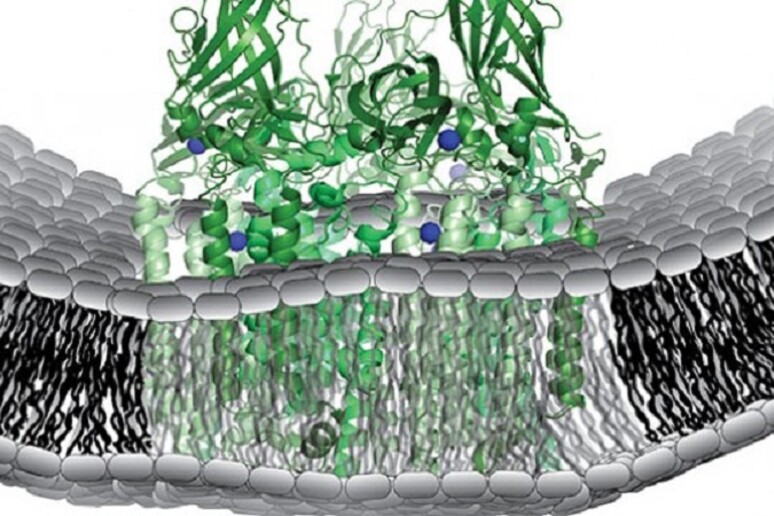 Rappresentazione grafica dell 'enzima attivo nei batteri che mangiano il metano (fonte: Northwestern University) - RIPRODUZIONE RISERVATA