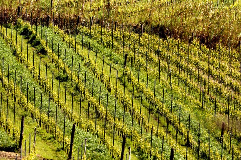 Arriva capitale italiana del vino. Istituzione dal 2021 (foto Terre del Barolo) - RIPRODUZIONE RISERVATA
