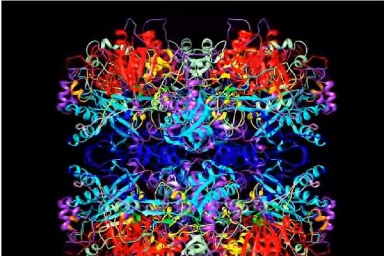 Struttura dell’enzima del lievito Pichia pastoris ricostruita grazie al microscopio crioelettronico (fonte: Janet Vonck et al (2016) PLoS ONE) - RIPRODUZIONE RISERVATA